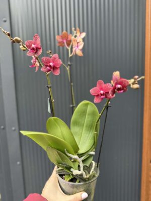 Phalaenopsis Reyoung Miley | storczyk