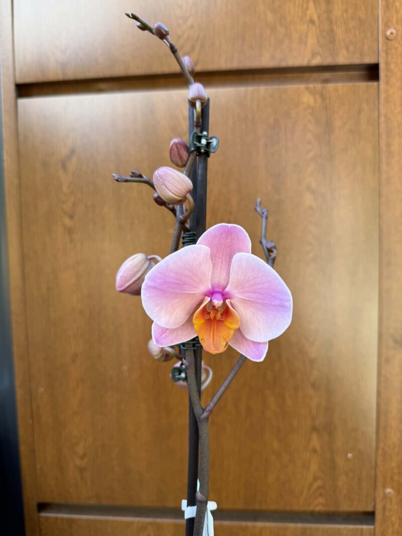 Phalaenopsis Orange Cat | Storczyk