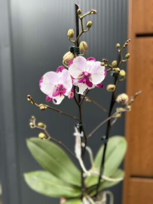 Phalaenopsis King Car Dalmatian | Storczyk