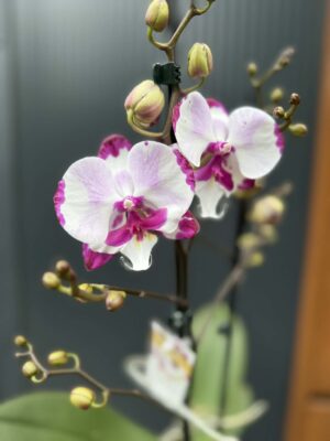 Phalaenopsis King Car Dalmatian | Storczyk