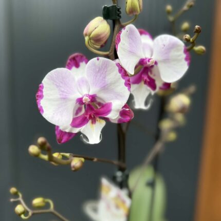 Phalaenopsis King Car Dalmatian | Storczyk