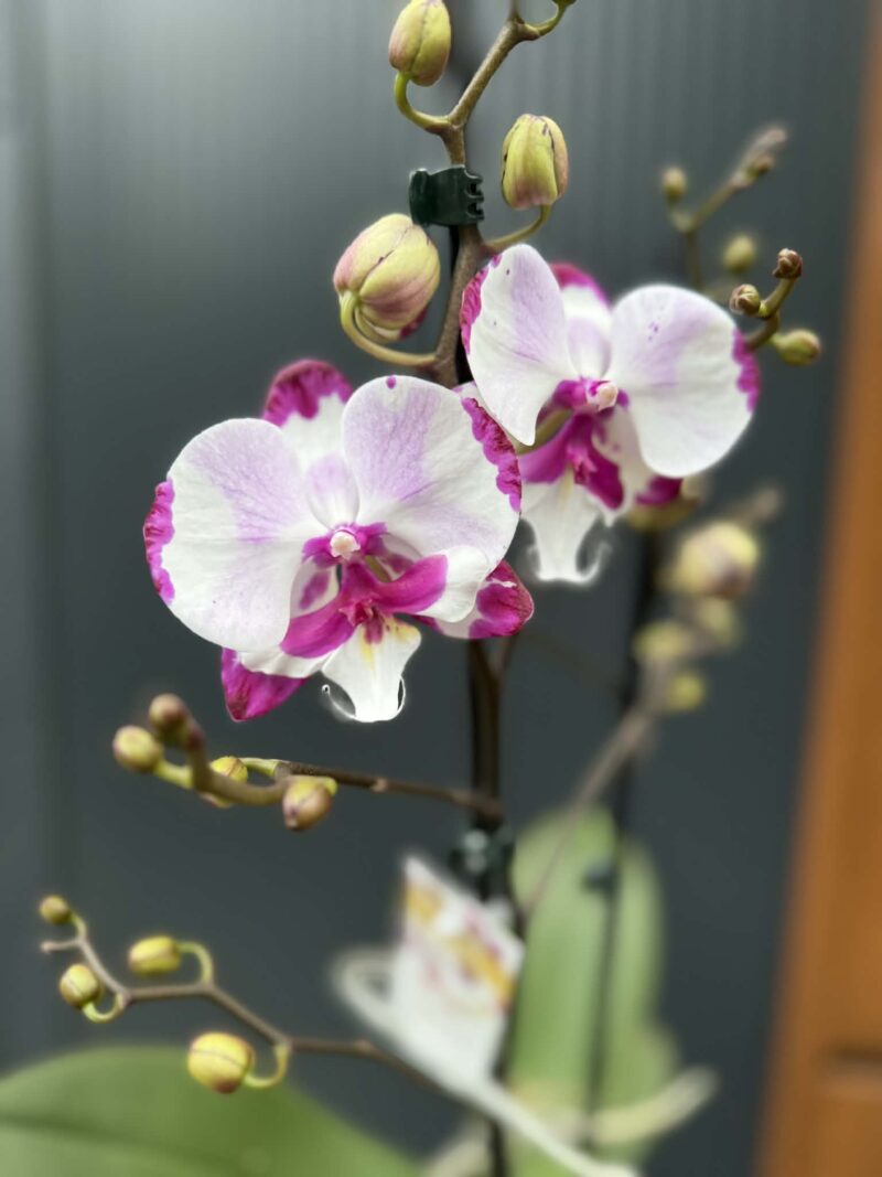 Phalaenopsis King Car Dalmatian | Storczyk Phalaenopsis King Car Dalmatian | Storczyk