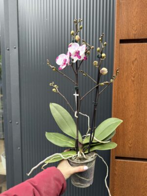 Phalaenopsis King Car Dalmatian | Storczyk