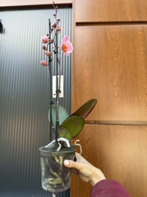 Phalaenopsis Orange Cat | Storczyk