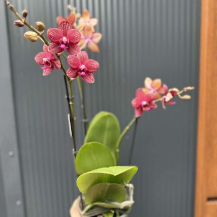 Phalaenopsis Reyoung Miley | storczyk