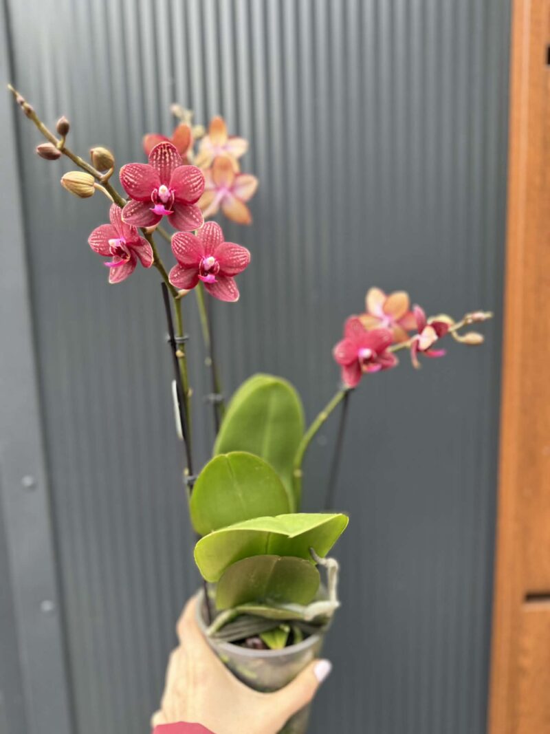 Phalaenopsis Reyoung Miley | storczyk