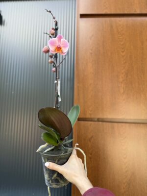 Phalaenopsis Orange Cat | Storczyk