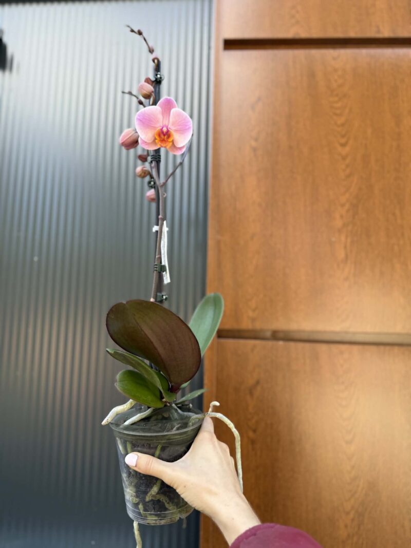 Phalaenopsis Orange Cat | Storczyk