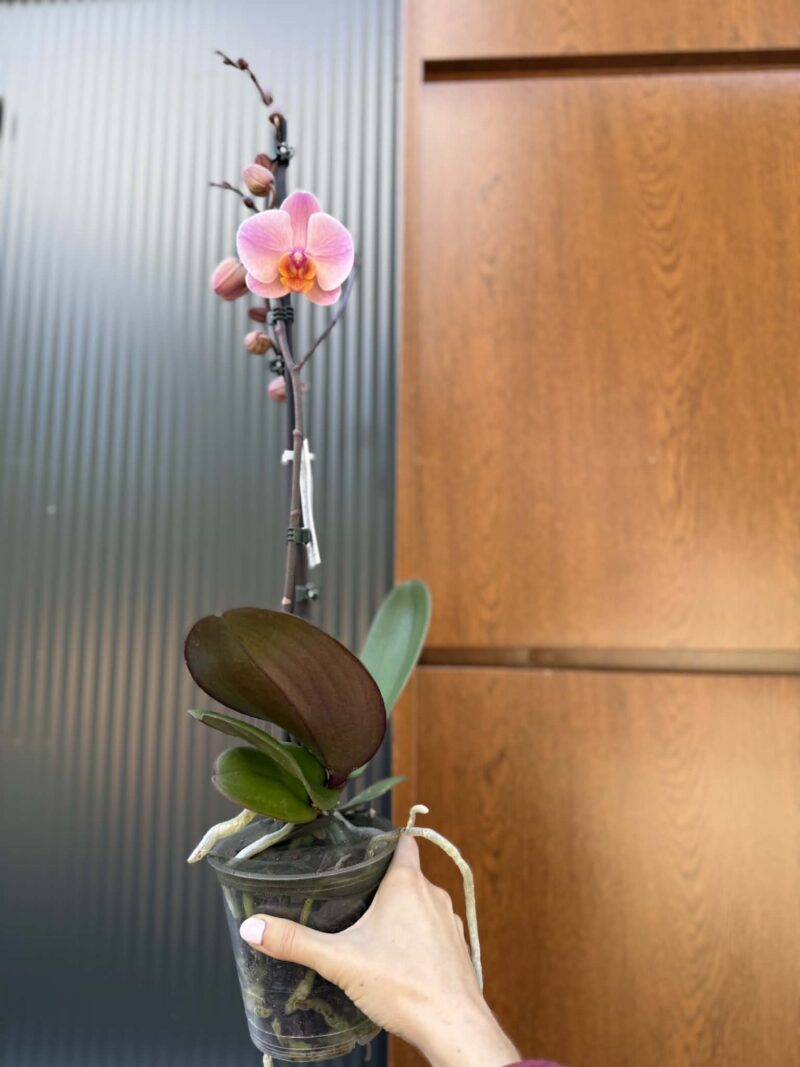 Phalaenopsis Orange Cat | Storczyk