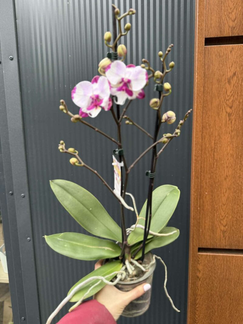 Phalaenopsis King Car Dalmatian | Storczyk