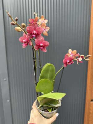 Phalaenopsis Reyoung Miley | storczyk