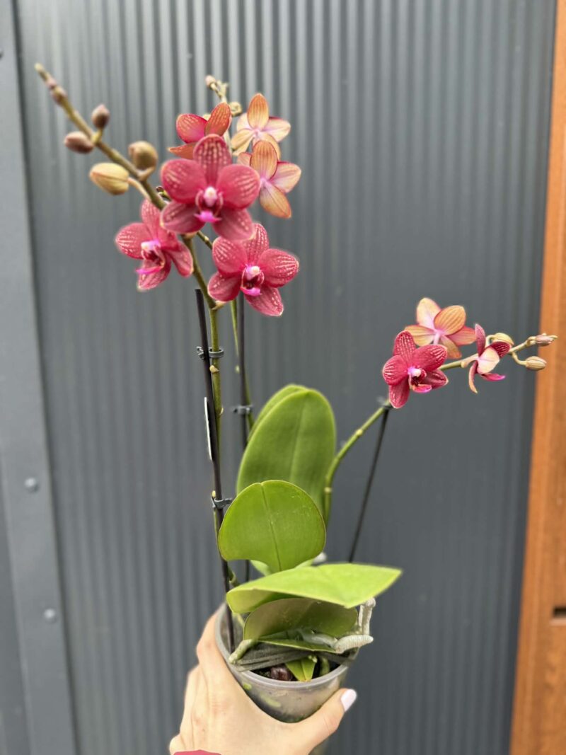 Phalaenopsis Reyoung Miley | storczyk