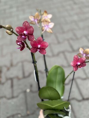 Phalaenopsis Reyoung Miley | storczyk