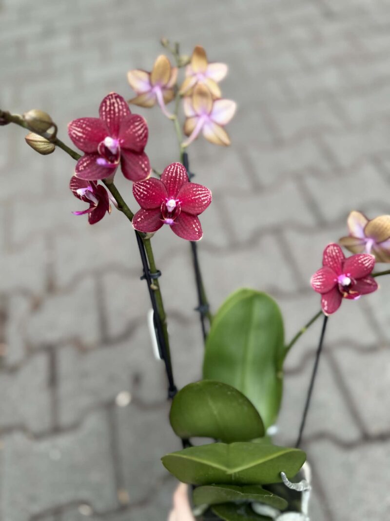 Phalaenopsis Reyoung Miley | storczyk
