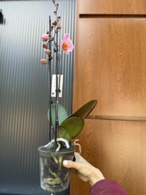 Phalaenopsis Orange Cat | Storczyk