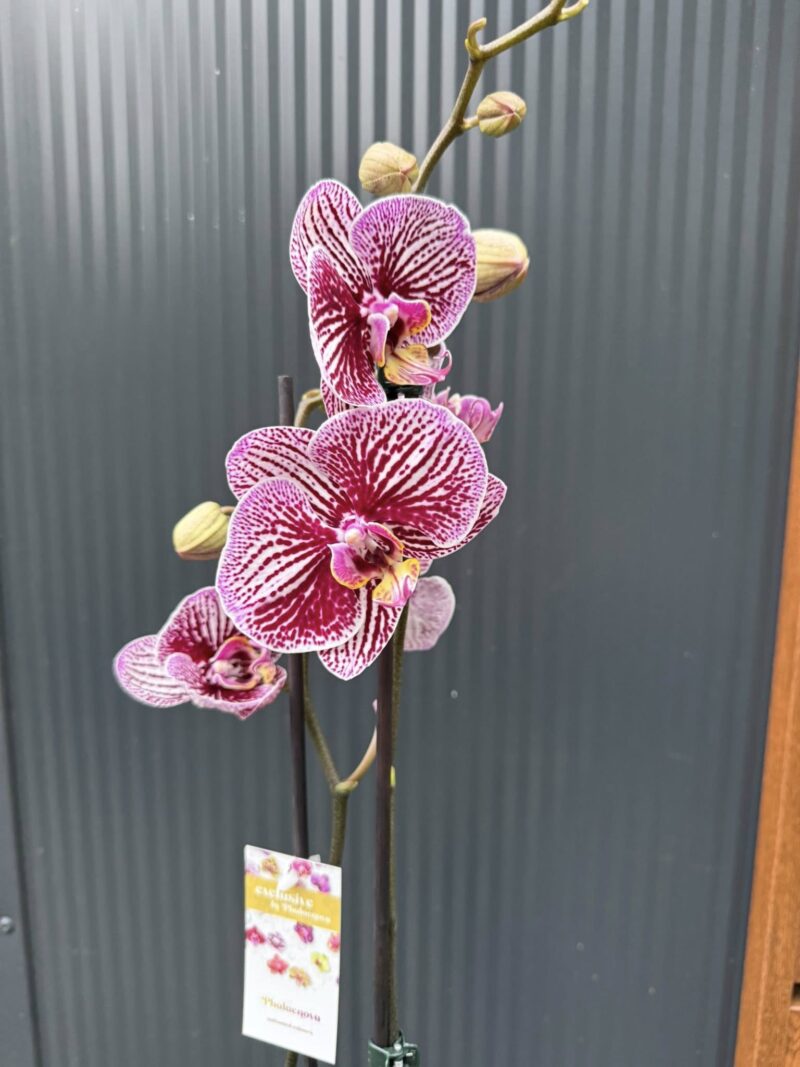 Phalaenopsis Black Stripes | storczyk