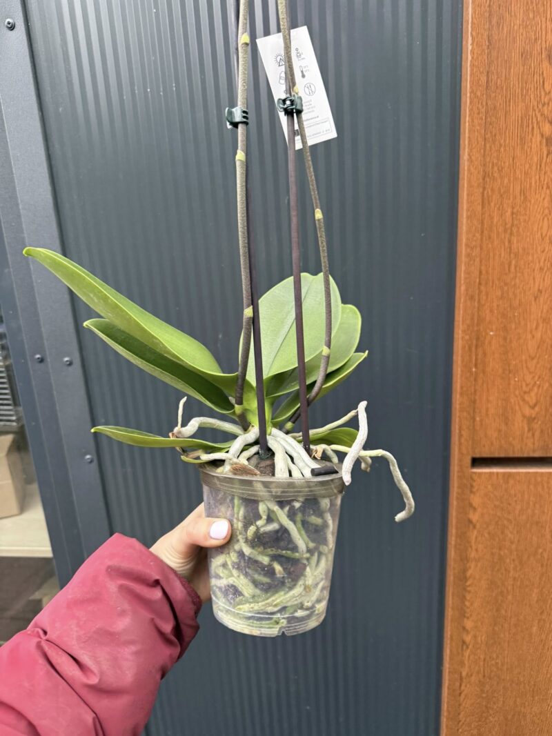 Phalaenopsis Black Stripes | storczyk