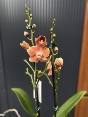 Phalaenopsis Dame Etna | Storczyk