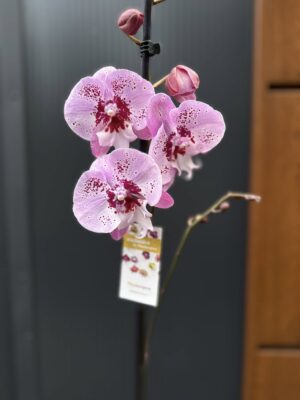 Phalaenopsis ‘Limited – Drapacz Chmur’ Big Lip | storczyk