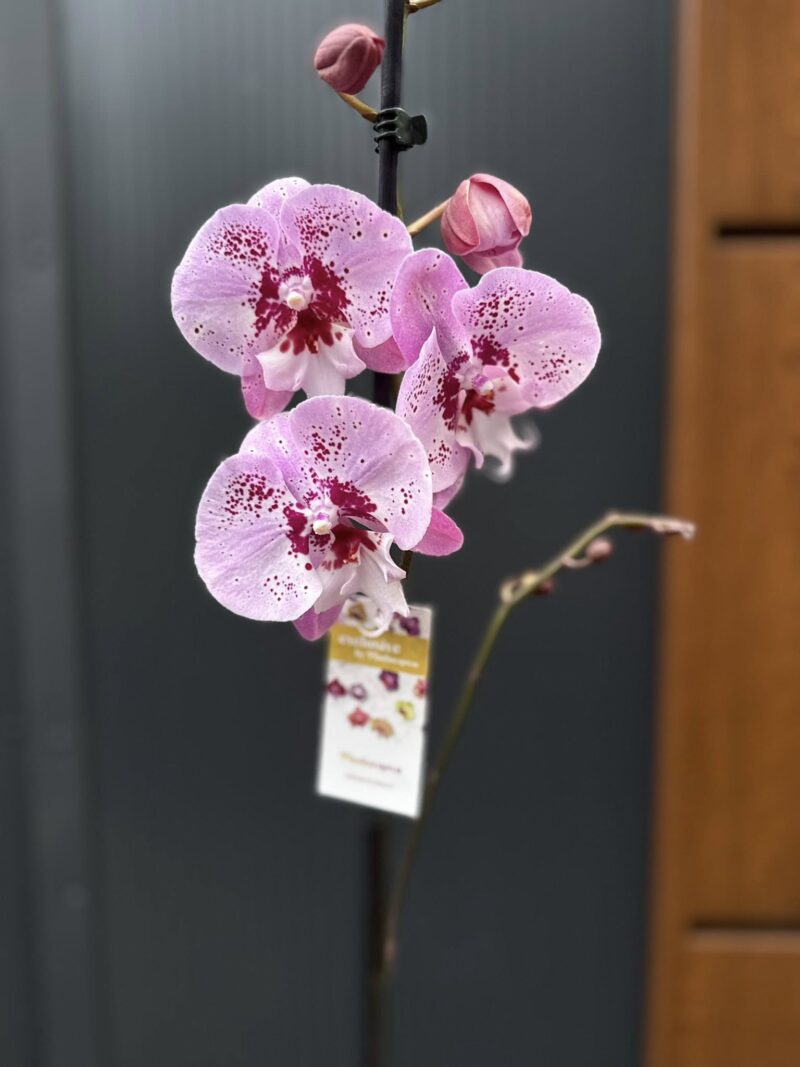 Phalaenopsis ‘Limited – Drapacz Chmur’ Big Lip | storczyk