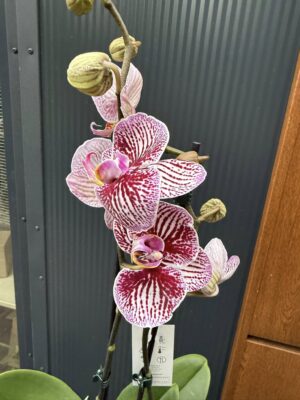 Phalaenopsis Black Stripes | storczyk