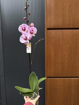 Phalaenopsis ‘Limited – Drapacz Chmur’ Big Lip | storczyk
