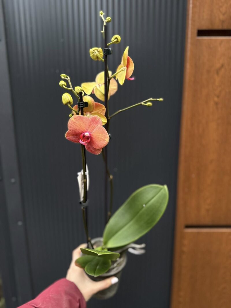 Phalaenopsis Surf Song | Storczyk