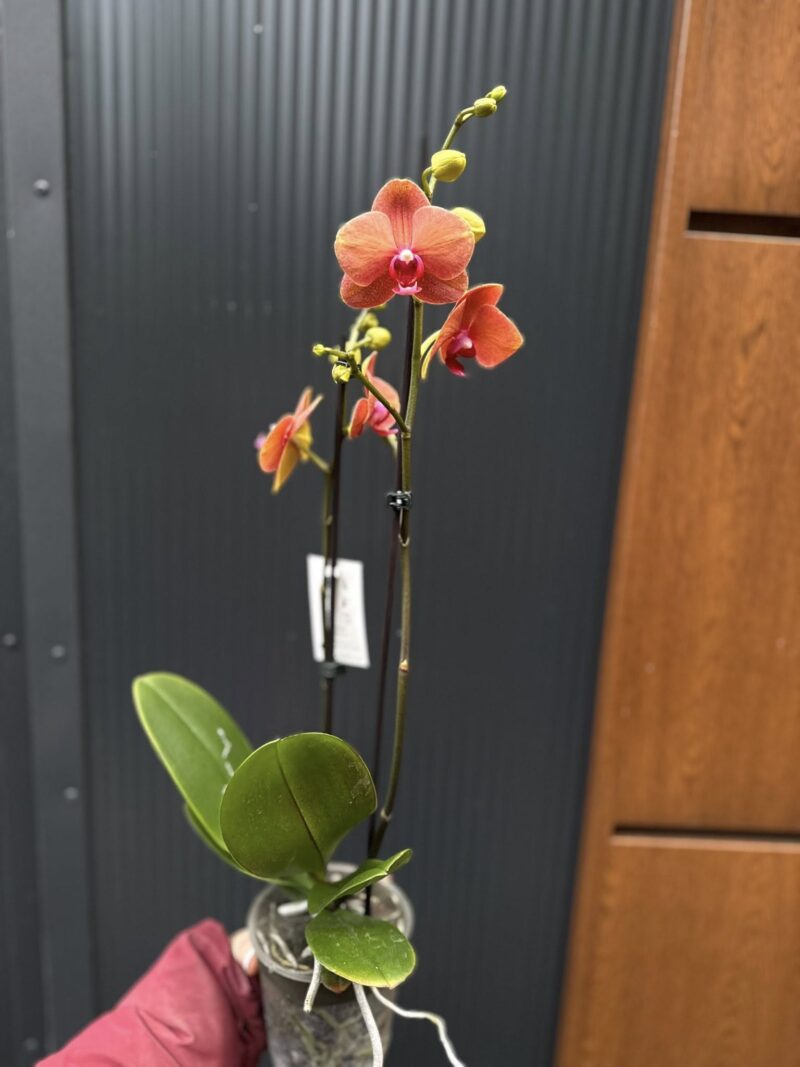 Phalaenopsis Surf Song | Storczyk