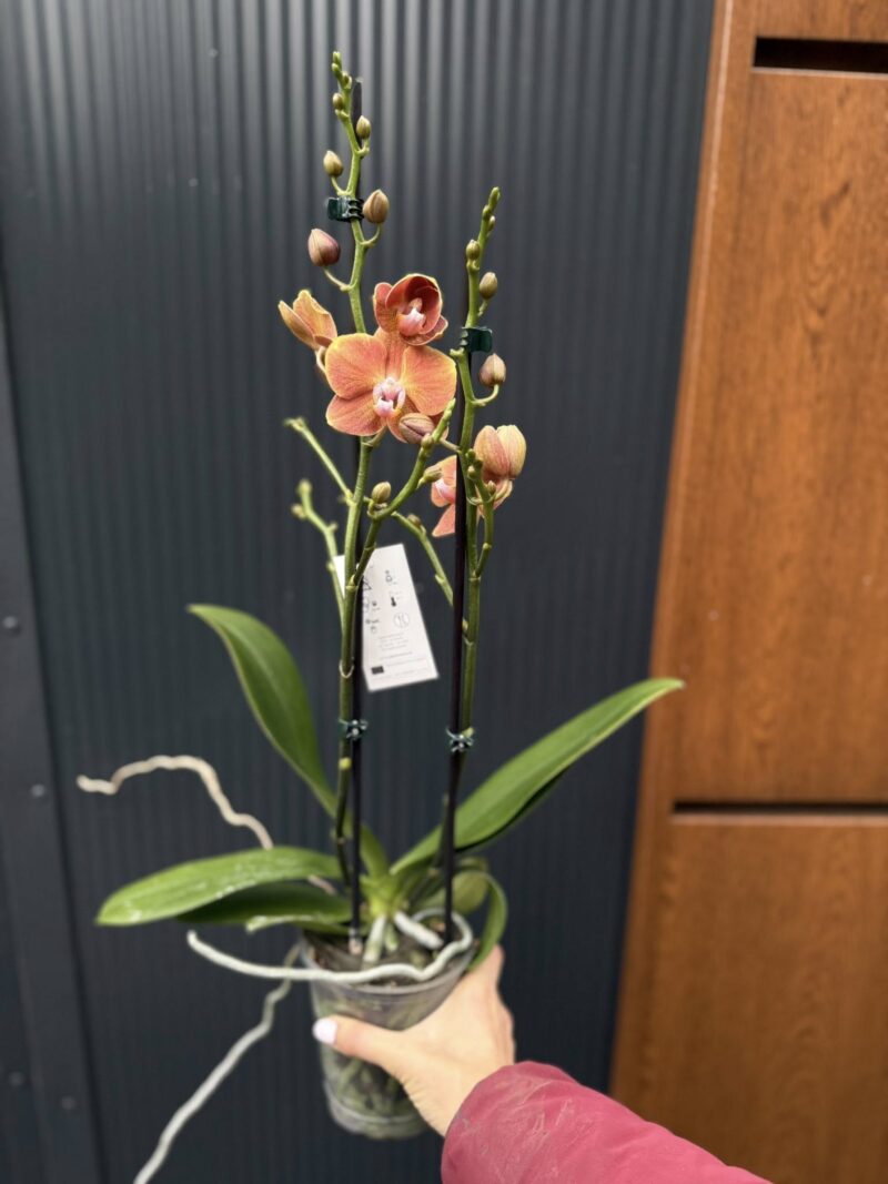 Phalaenopsis Dame Etna | Storczyk