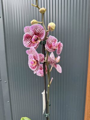 Phalaenopsis Black Stripes | storczyk