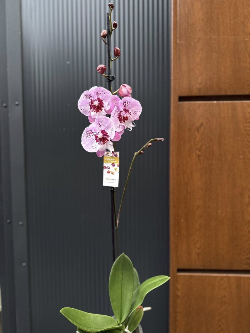 Phalaenopsis ‘Limited – Drapacz Chmur’ Big Lip | storczyk