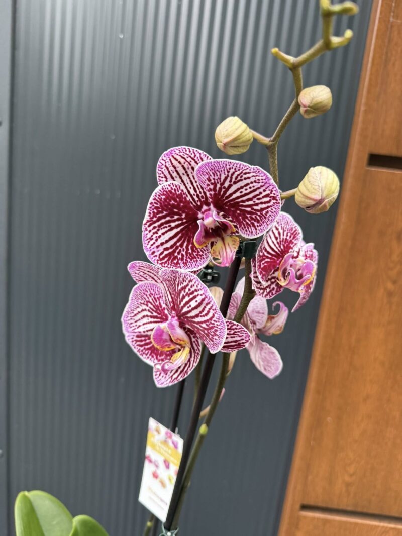 Phalaenopsis Black Stripes | storczyk