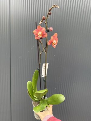 Phalaenopsis Horizon | Storczyk