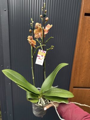 Phalaenopsis Dame Etna | Storczyk