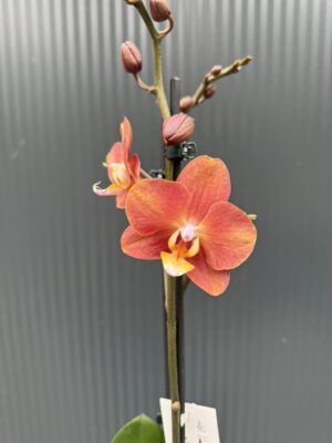 Phalaenopsis Horizon | Storczyk