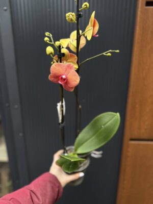 Phalaenopsis Surf Song | Storczyk