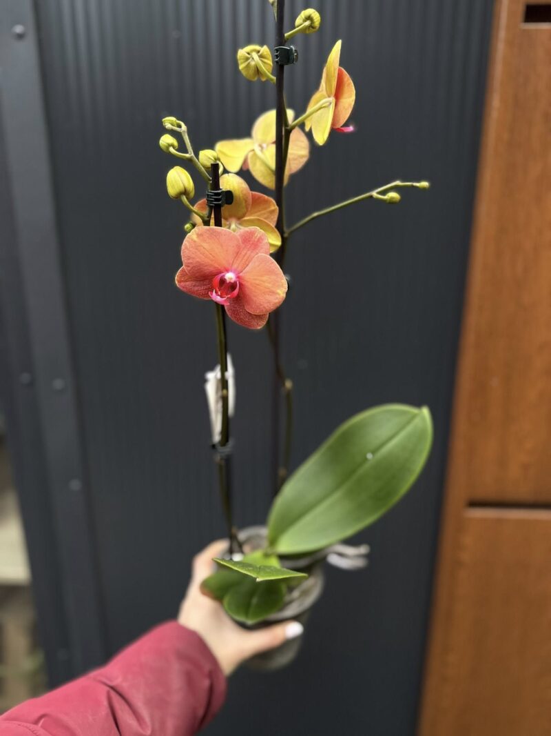 Phalaenopsis Surf Song | Storczyk