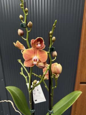 Phalaenopsis Dame Etna | Storczyk