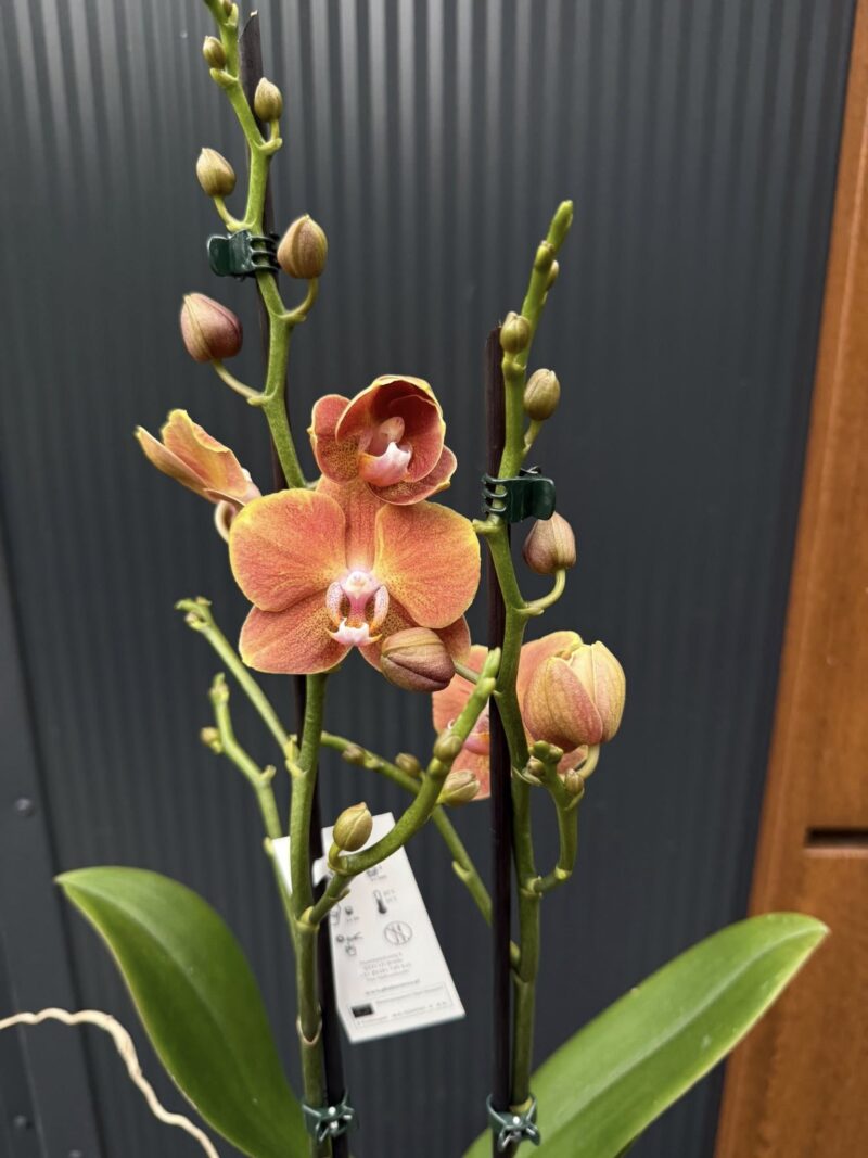 Phalaenopsis Dame Etna | Storczyk