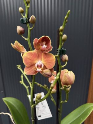 Phalaenopsis Dame Etna | Storczyk