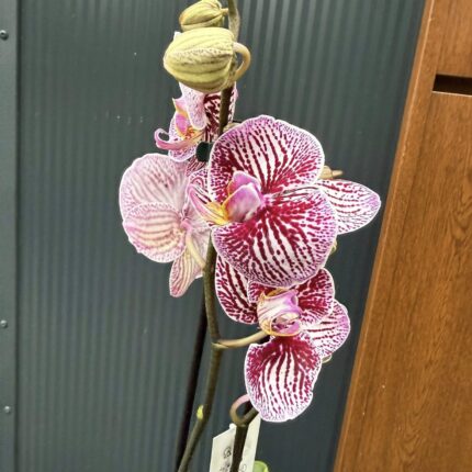 Phalaenopsis Black Stripes | storczyk