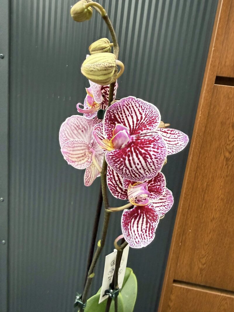 Phalaenopsis Black Stripes | storczyk