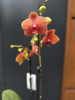 Phalaenopsis Surf Song | Storczyk