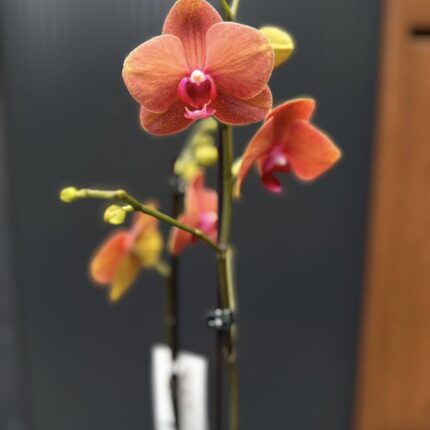 Phalaenopsis Surf Song | Storczyk