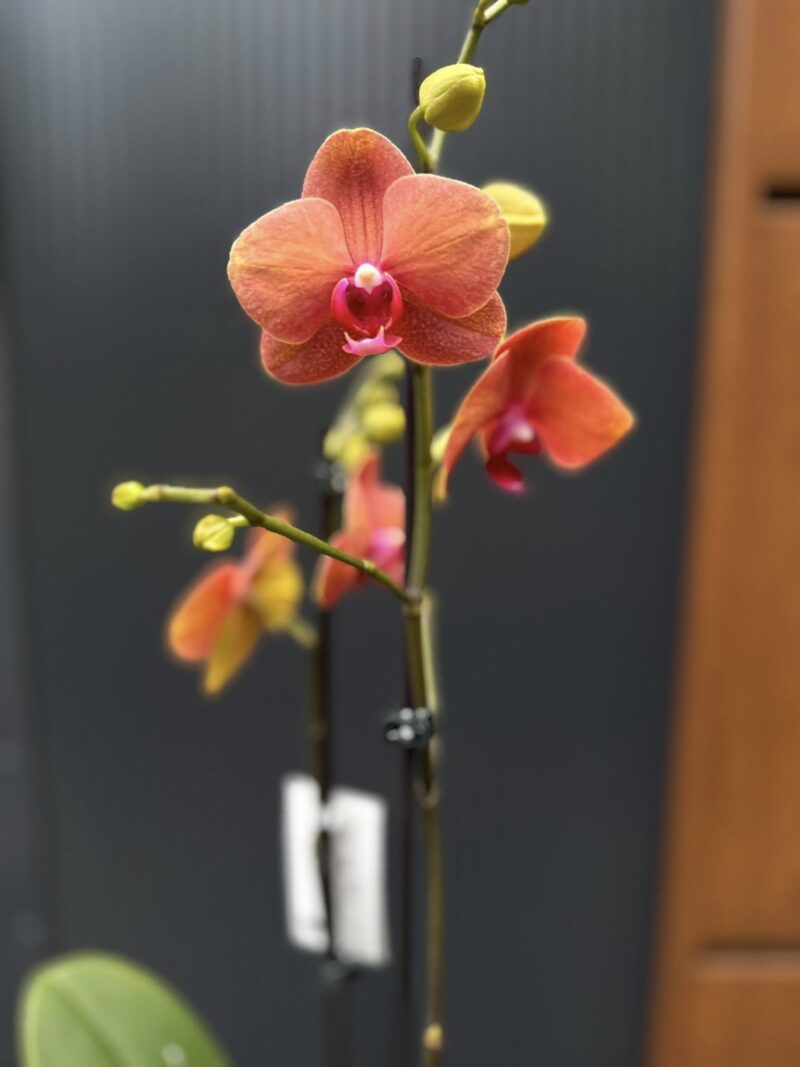 Phalaenopsis Surf Song | Storczyk