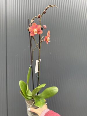 Phalaenopsis Horizon | Storczyk