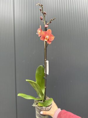 Phalaenopsis Horizon | Storczyk