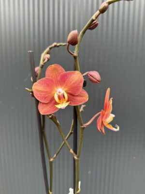 Phalaenopsis Horizon | Storczyk