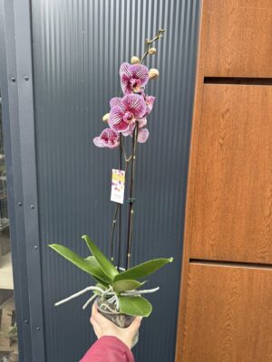 Phalaenopsis Black Stripes | storczyk