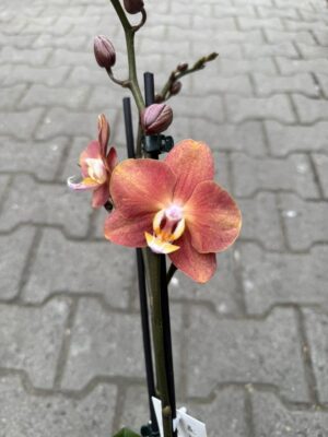 Phalaenopsis Horizon | Storczyk